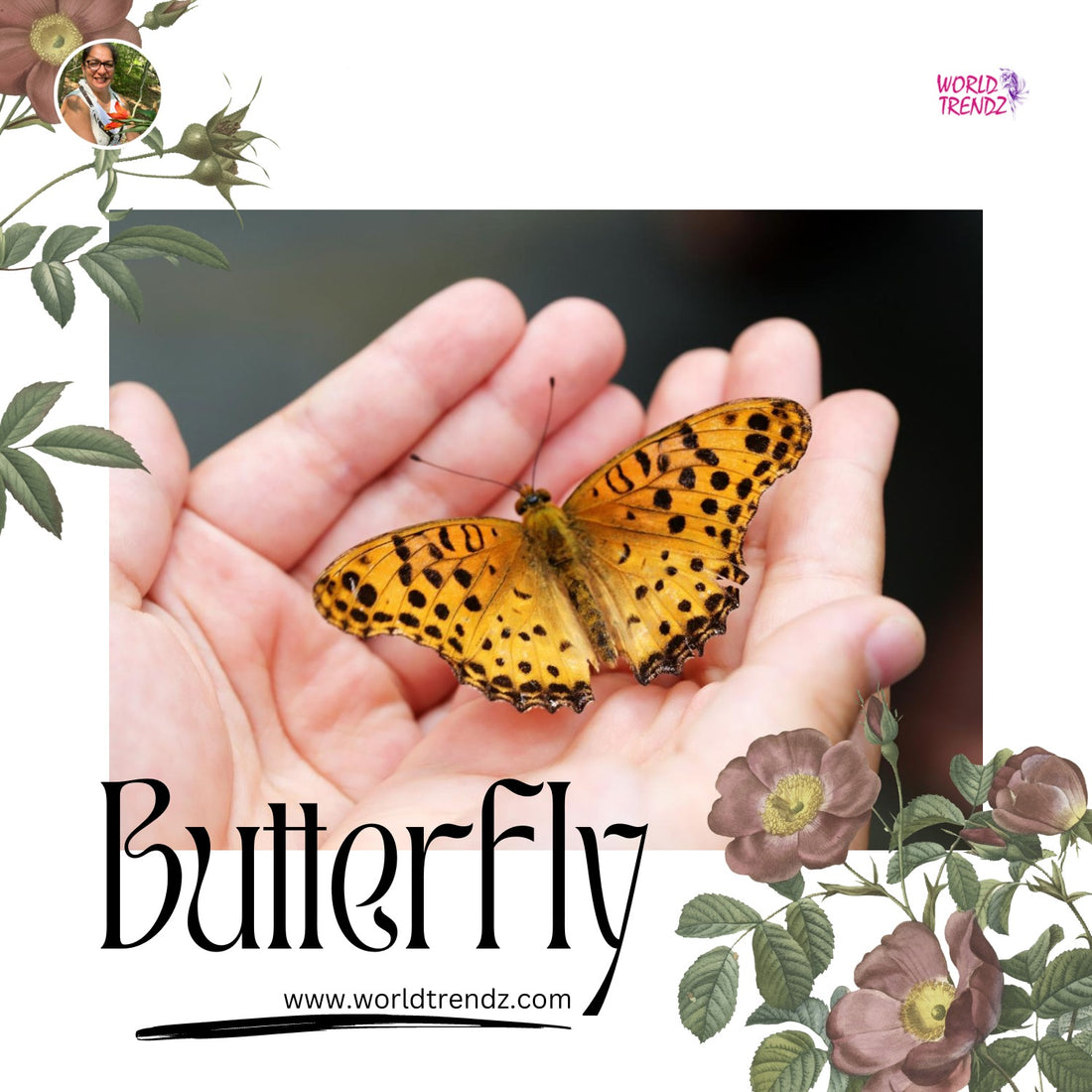 Fun Facts About Butterfly
