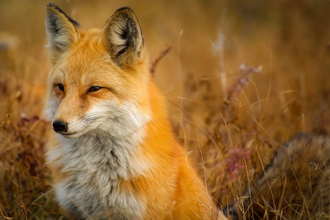 The Fox's Liberation: A Tale of Spiritual Insight