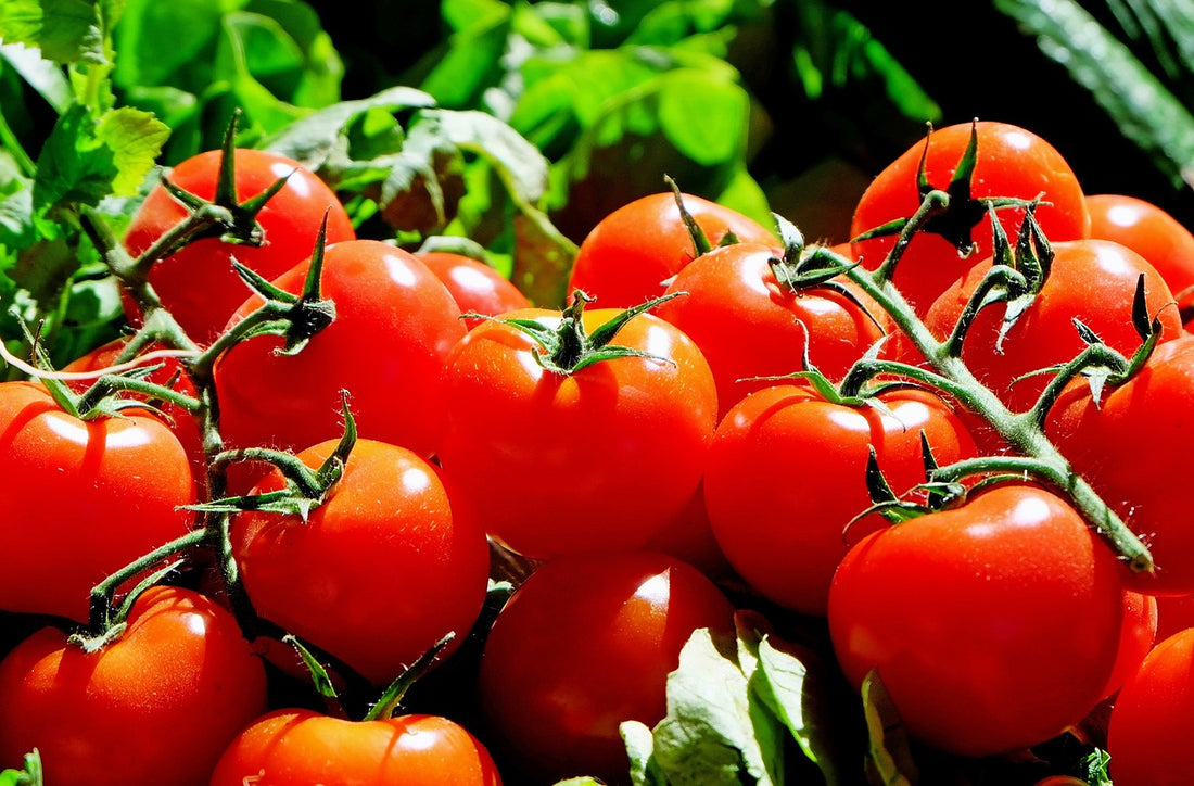 The Tomato Lesson: Embracing Failure and Growth